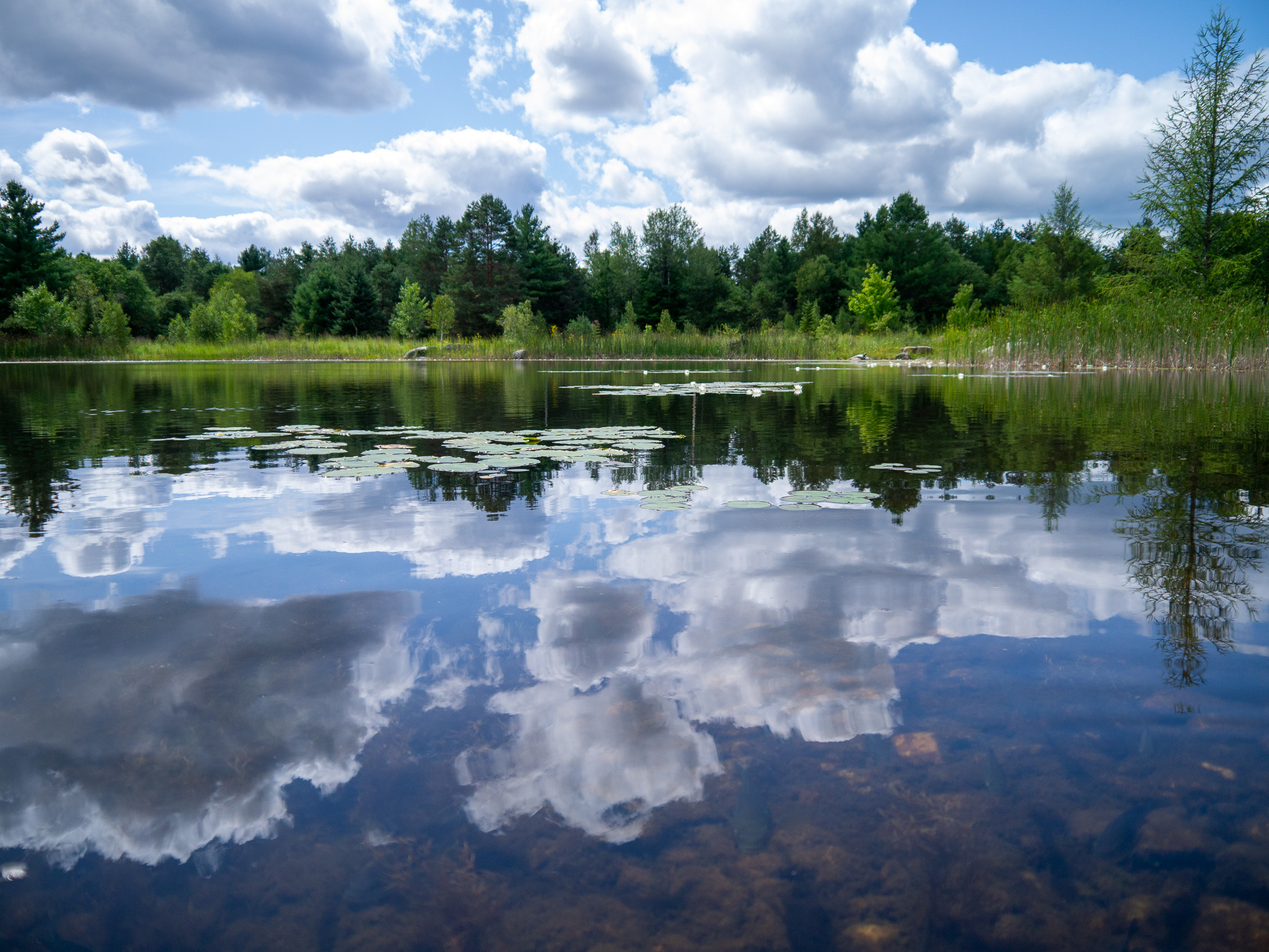 pond with trees